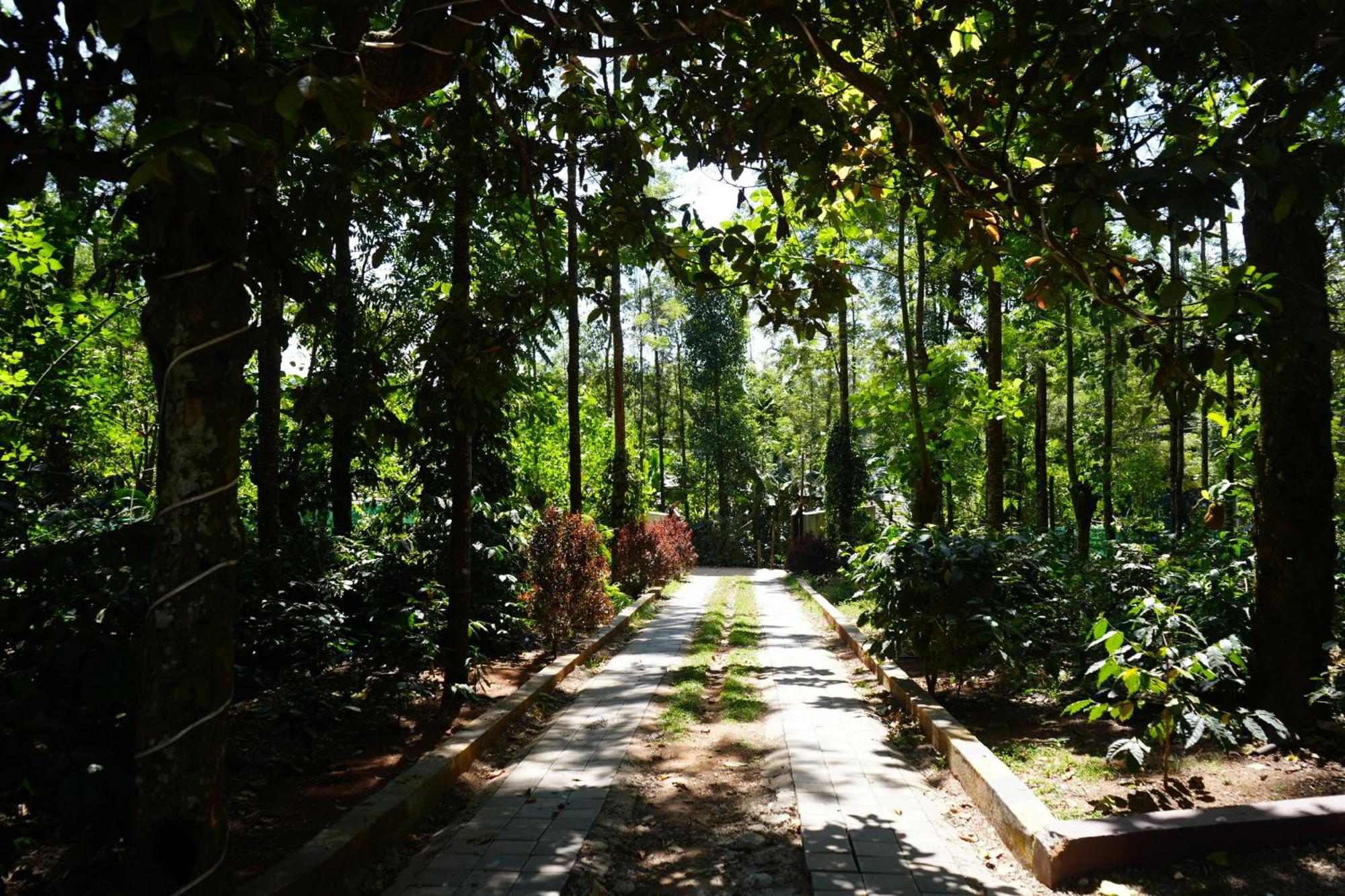 Silver Springs Homestay Chickmagalur Чикмагалур Екстер'єр фото